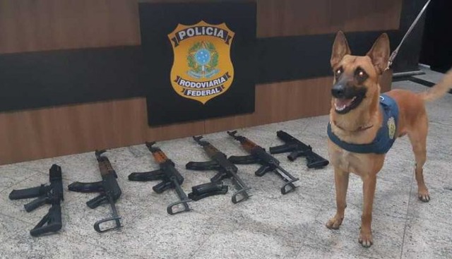 Fuzis apreendidos pela Polícia Rodoviária Federal. Foto: Divulgação PRF