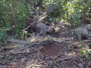 Créditos: Mídiamax