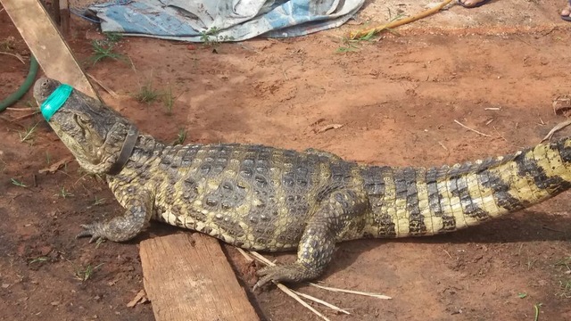 (*) Flávio Veras / Rádio Caçula)