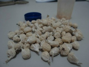 Droga foi apreendida na casa de acusado - Foto: Osvaldo Duarte