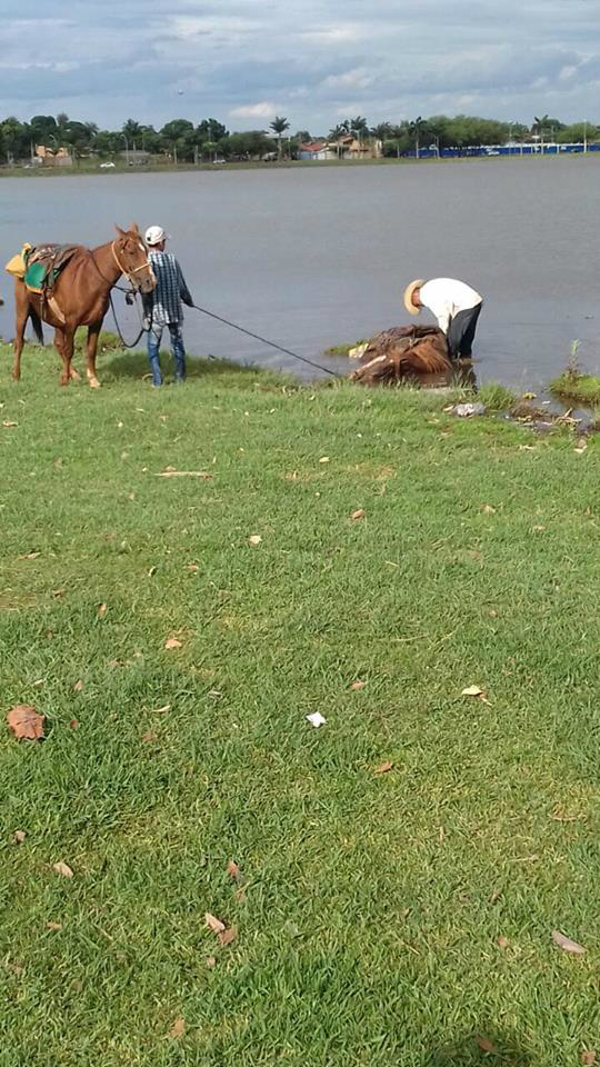 Após divulgação de vídeo, MPE pede que seja instaurado um inquérito e que responsáveis por maus tratos sejam punidos. Foto: Reprodução Facebook