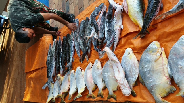 Peixes apreendidos pela  Polícia Militar Ambiental de Coxim/MS