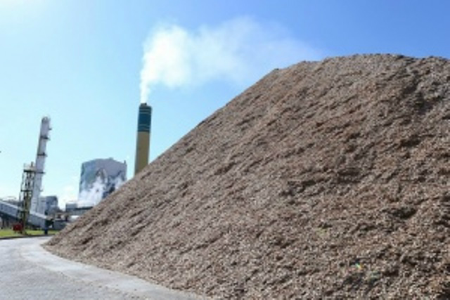 Biomassa de eucalipto vai gerar energia no Mato Grosso do SulFoto: Flávia Guedes