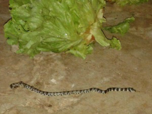 A cobra foi morta do lado de fora da casa. (Foto: Dourados Agora)