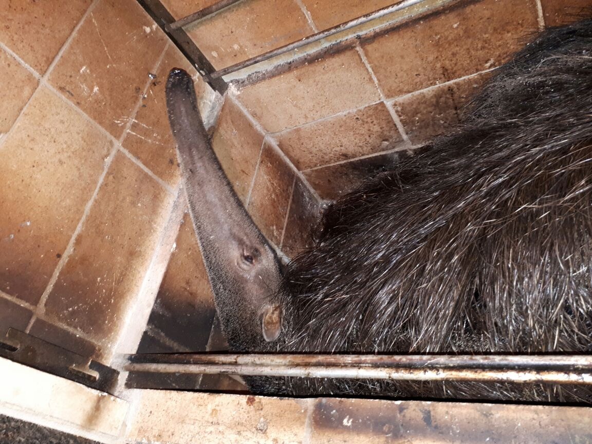 (Foto: Polícia Ambiental)