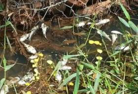 Foto: DivulgaçãoVários peixes foram encontrados mortos no córrego