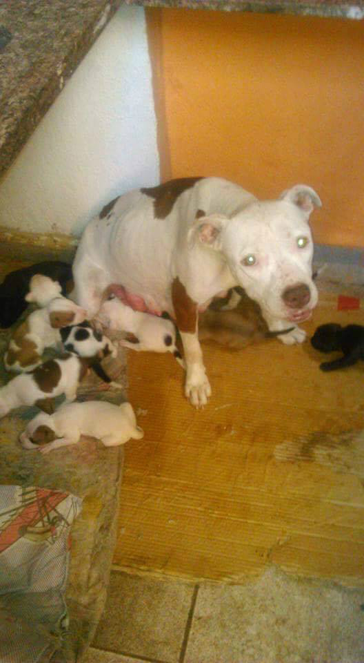 Cachorrinha Dona encontra-se desaparecida 