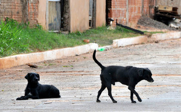 Há dois anos que o Centro de Controle de Zoonoses deixou de monitorar cães de rua com a doença - Foto:Correio do Estado