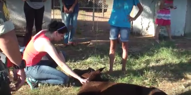 Veterinária realizando os primeiros atendimentos