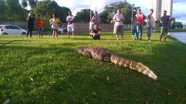 Avistando-se a presença de jacarés, a Semea adverte que não se aproxime, não tente alimentar, ou arremessar quaisquer objetos no animal.