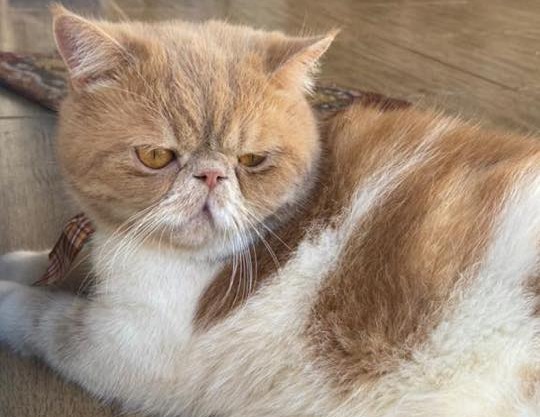 O gatinho “Boris” tem apenas 3 anos. Ele é muito dócil e manso e fugiu, nesta quarta-feira (15). Foto: Arquivo de família.