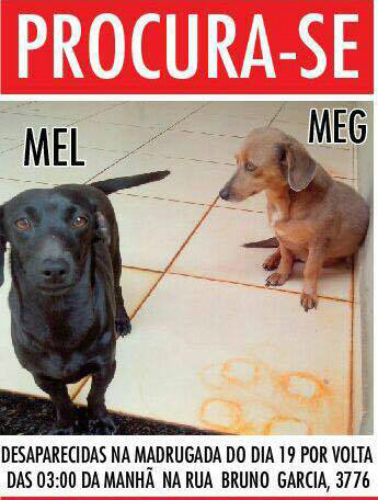 Casal procura por filhotinhas desaparecidas