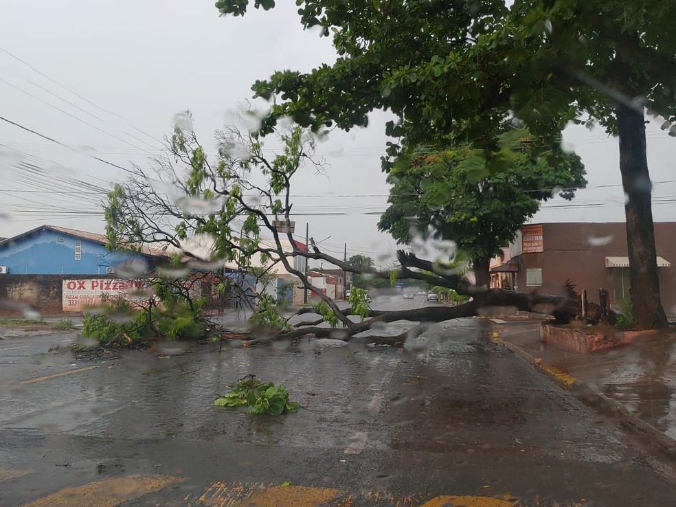 Rua do bairro Taveirópolis ficou fechada por conta de queda de árvore. — Foto: Leonardo Momm