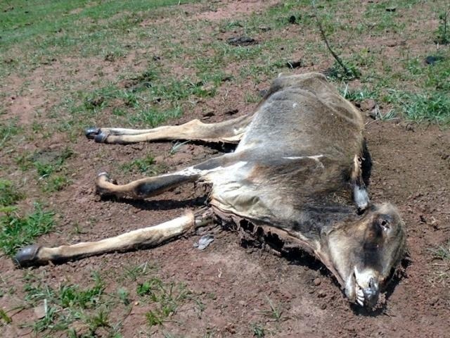 Alguns animais foram encontrados mortos por desnutrição (Foto: Divulgação)