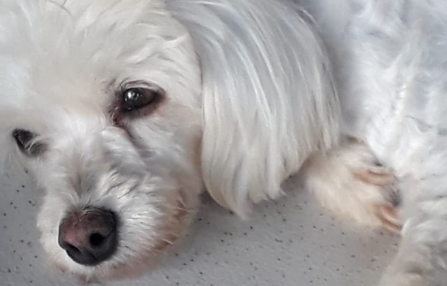 Foto de Pity, cedida pelo dono.