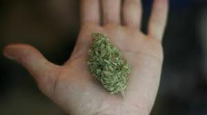Policiais encontram maconha em residência
