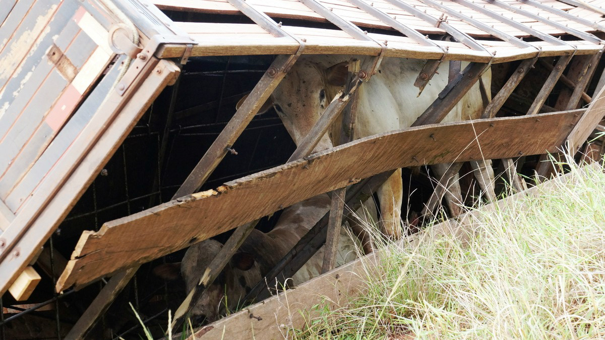 Caminhão carregado de boi - foto: Vitor Santos 