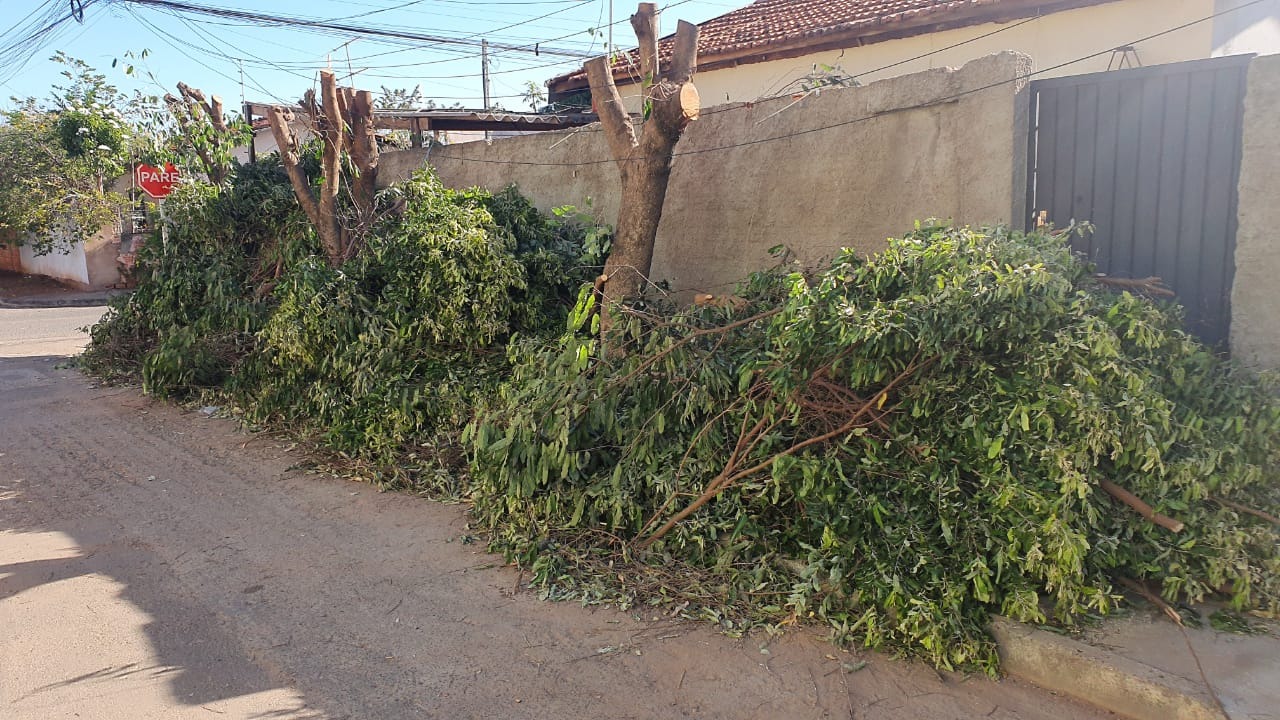 “Não tinha nenhuma sinalização sobre a poda das árvores