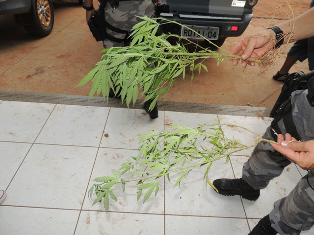 A planta Cannabis Sativa, foi encontrada na residência da suspeita.Foto: Rádio Caçula