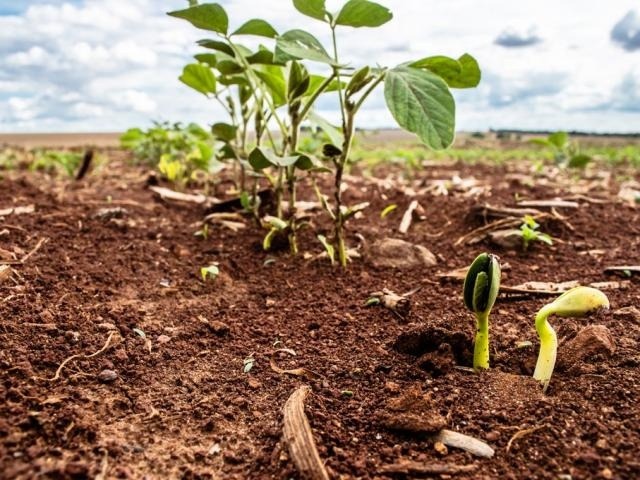 Área plantada da soja atingiu mais de 12% no Estado (Foto: Divulgação)