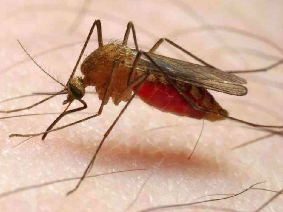 Mosquito Anopheles transmissor da Malária (Foto: Divulgação)