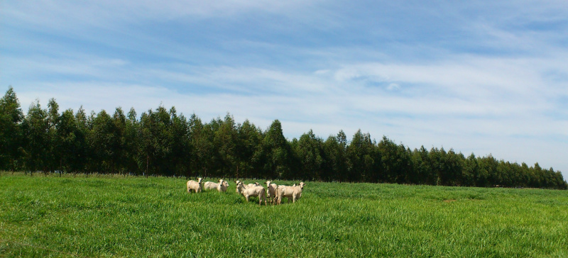Produtores rurais, técnicos e demais interessados no Sistema, terão a oportunidade de conhecer mais sobre o Sistema.Foto: Assessoria