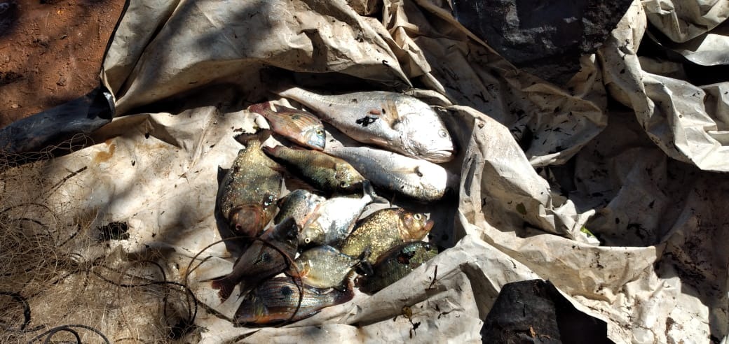 Pescados e rede apreendidos. Foto: PMA.