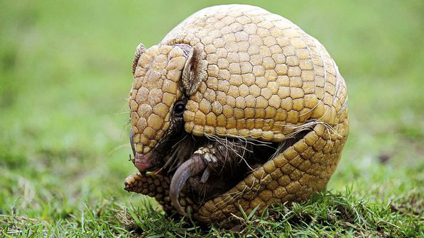 Tatu Bola (Foto: Divulgação)