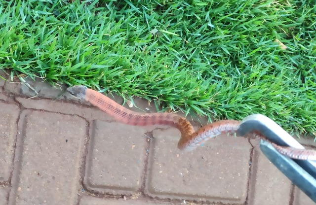 Cobra foi encontrada na manhã desta terça-feira (29) na calçada da unidade de saúde do Novo Oeste – Fotos: Divulgação / 5ºGBM