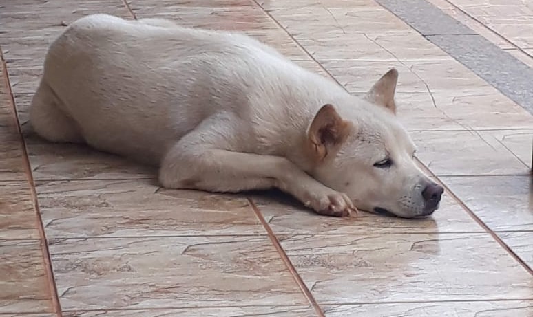 Ãkita em momento de descanso. Foto: Arquivo de família.