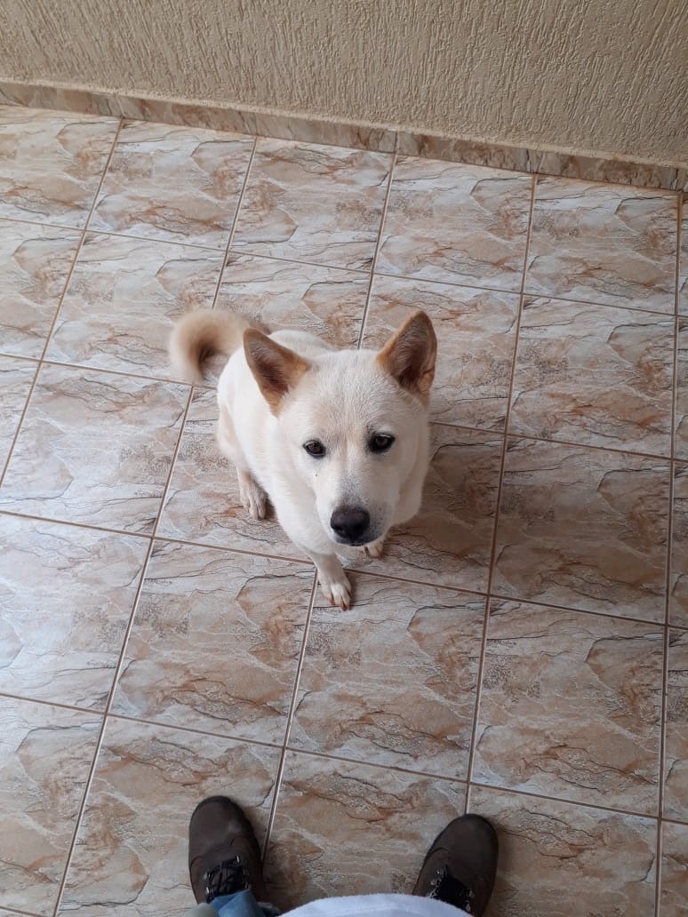 Akita em momento de descanso. Foto: Arquivo de família.