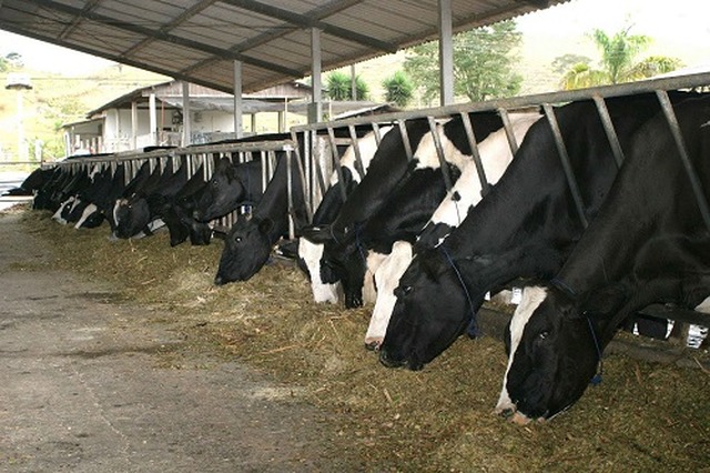 Brasil é o 5º produtor mundial de leite - Foto: Arquivo Correio do Estado