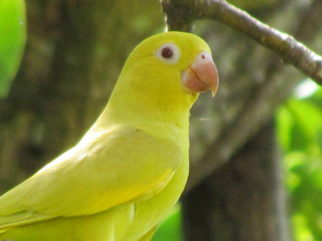 As aves serem importantes agentes para o equilíbrio ecológico e indicadoras da qualidade do ambiente.