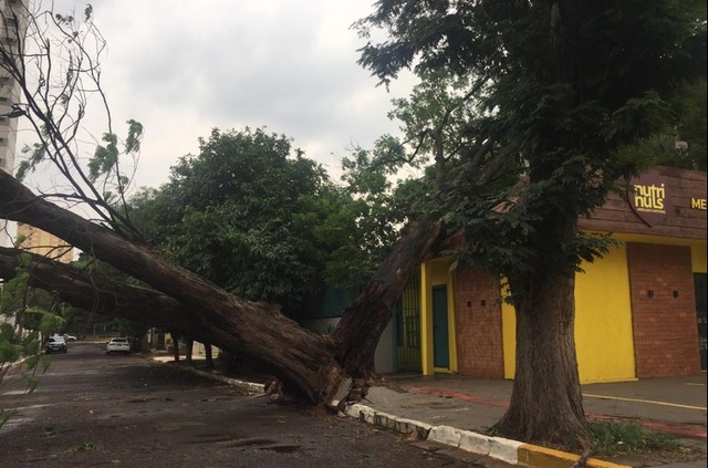 Árvores caíram em Campo Grande — Foto: Sandro Souza