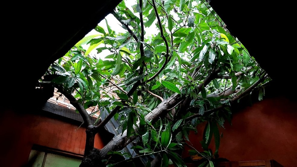 Árvore caiu e destruiu casa em Aquidauana — Foto: Redes sociais