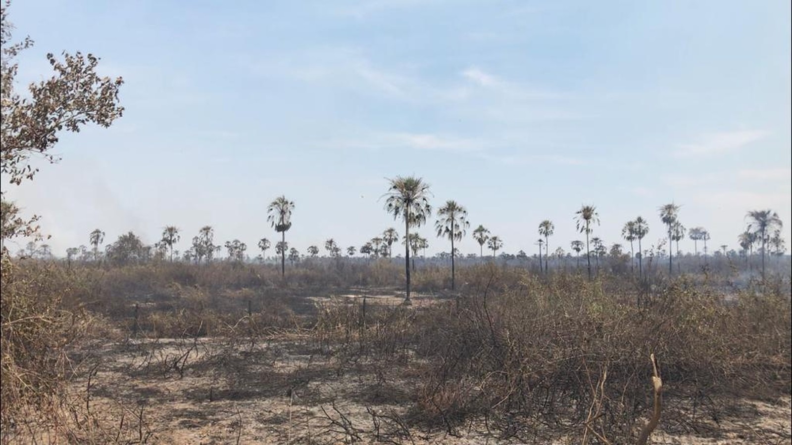 Em dez dias, incêndio no Pantanal destrói área do tamanho da cidade do Rio de Janeiro — Foto: Cláudia Gaigher/TV Morena 