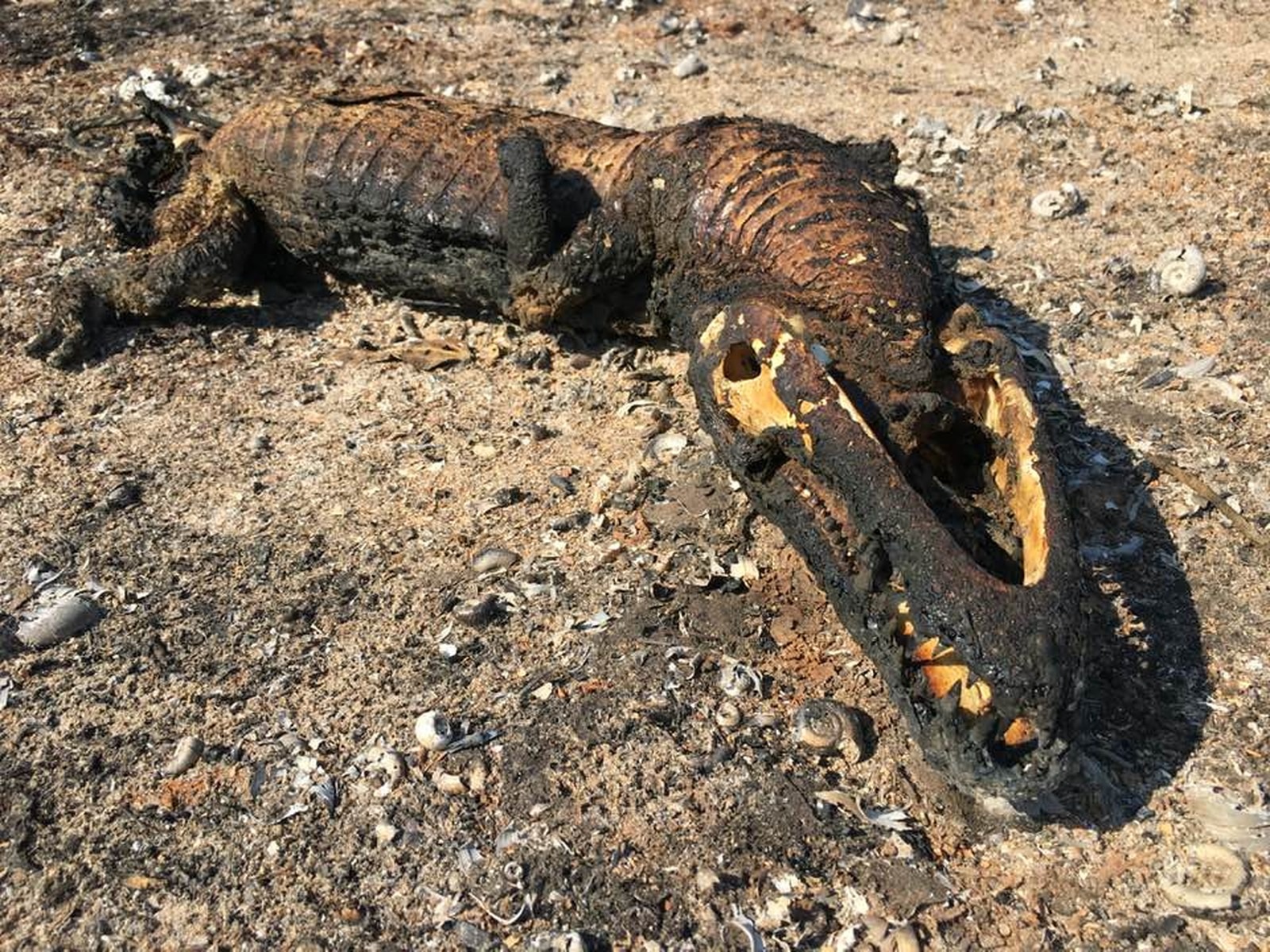 Jacaré, um dos animais símbolos do Pantanal, morto pelo fogo — Foto: Edmar Melo/ TV Morena 