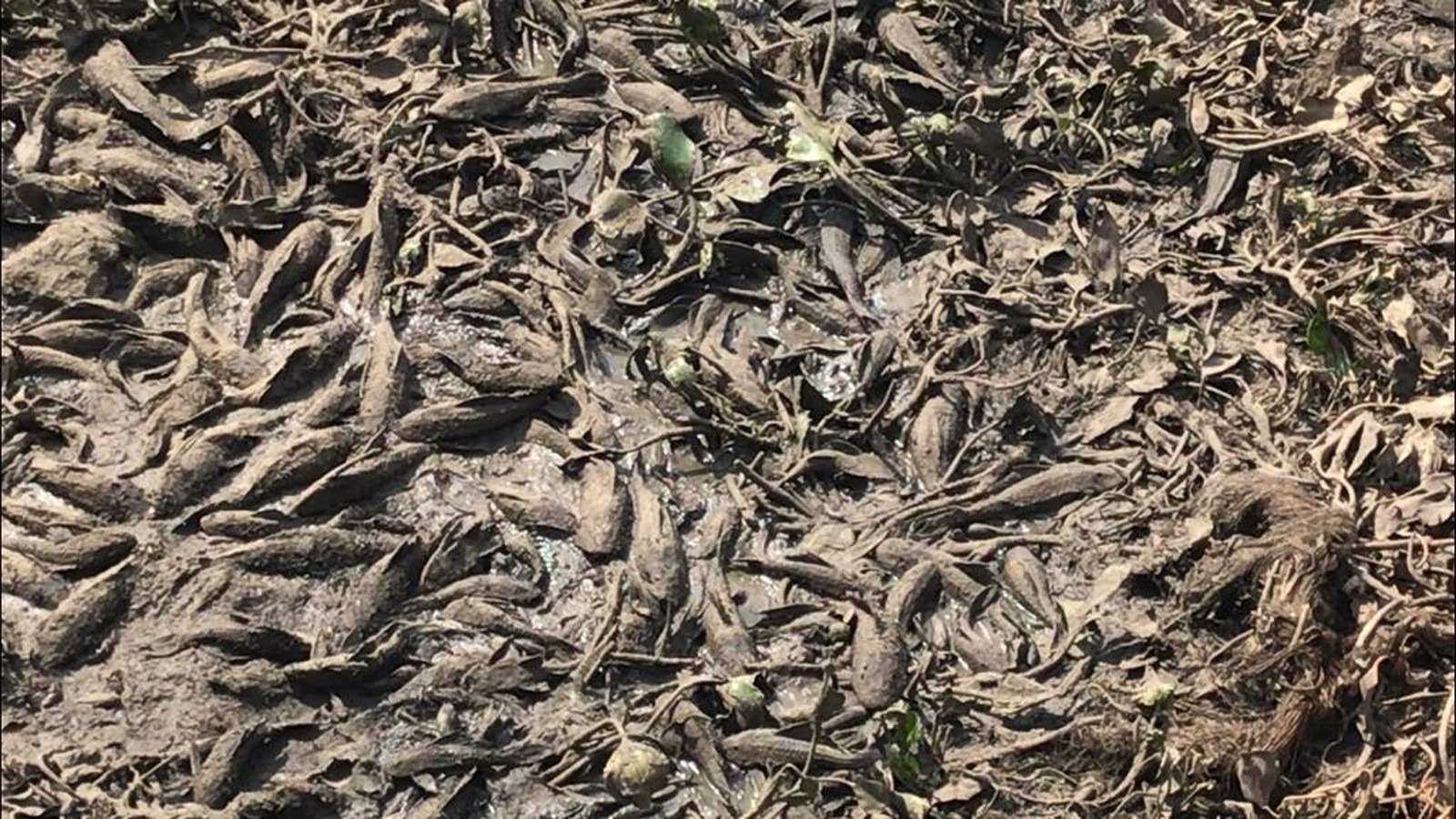 Peixes em meio à lama e cinza do que sobrou de alagado destruído por incêndio em MS — Foto: Cláudia Gaigher/TV Morena