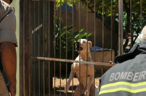 Cachorro não deixa ninguém entrar e sair de dentro da casa (Foto: Alcides Neto)