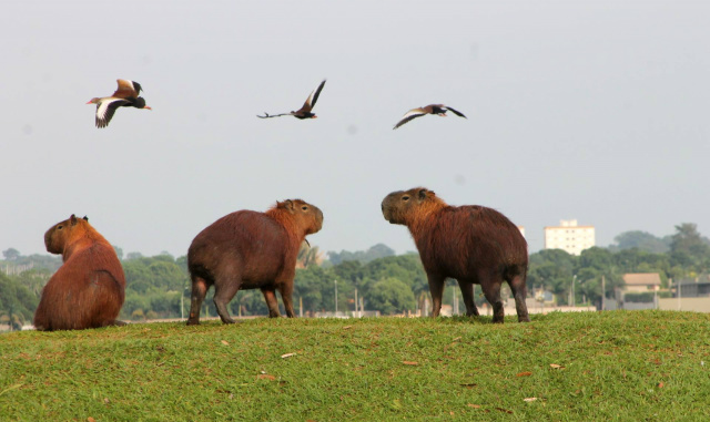 Lagoa Maior, Três Lagoas. (Foto: Lucas Gustavo/ Arquivo/ Rádio Caçula).