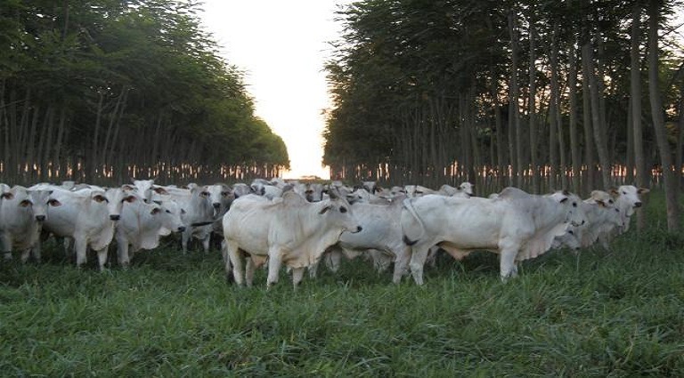 Integração pecuária-florestas também vem se expandindo no Estado. Foto: Divulgação.