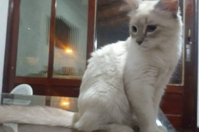 Gata de uma família em Cuiabá, no Mato Grosso, é o primeiro animal diagnosticado com Covid-19 no Brasil. Foto: Reprodução/Twitter