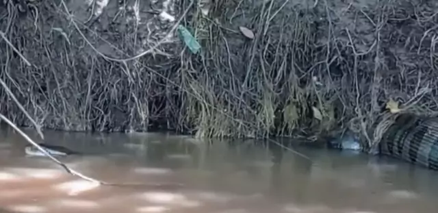 Sucuri de 6 metros é flagrada boiando em rio após engolir presa em MS