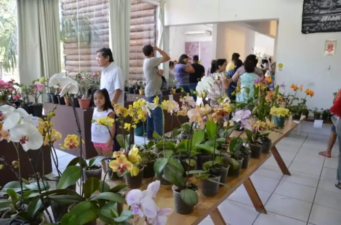 60b4ecb077467_70294-arquivo-exposicao-de-orquideas-2